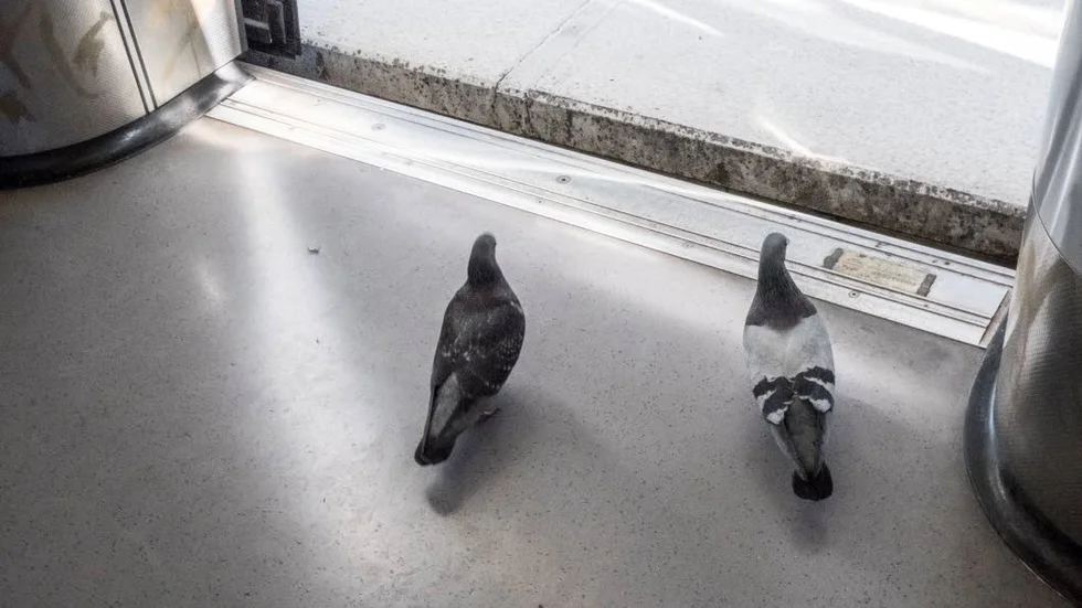 Fler än duvor borde kunna åka gratis i kollektivtrafiken.