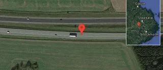 Rådjur på vägen på E18
