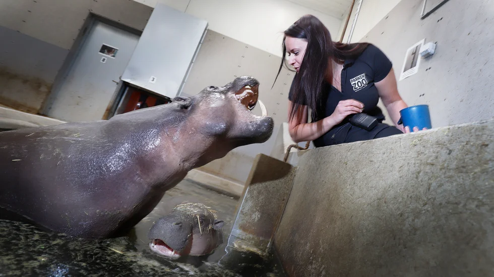 Dvärgflodhästarna Krakonia och Ooni har blivit något av Parken zoo-publikens favoriter. Här kollar djurparkschefen Anita Burkevica både tandstatus och andedräkt innan de ska ut och möta besökarna.