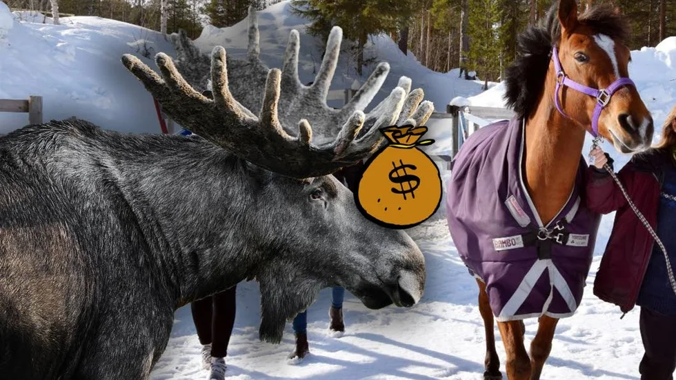 "Hö-hö". En del av älgarnas katastrofhjälp för att köpa hö går istället till hästarna i ridklubben.