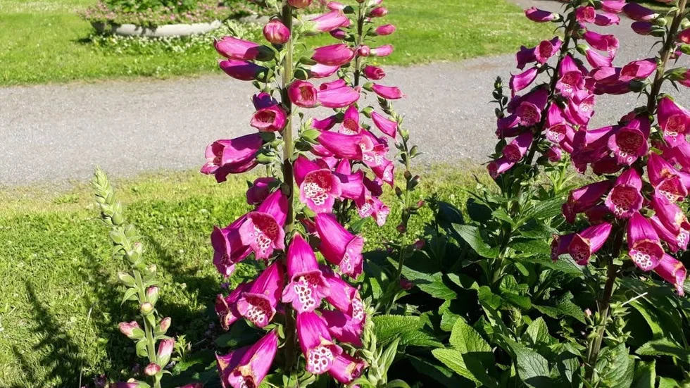 Blev över. Hittills har krukorna med fingerborgsblomma stått mitt i trafiken, på platser där folk inte vistas. Nu finns de i Luleås parker.