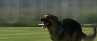 Hundägare i Enköping dömd för vållande till kroppsskada efter hundattack