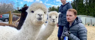 Alpackor och fika - ny besöksverksamhet öppnar i Löt