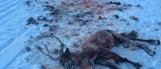 Hund dödade ren – ägaren straffas inte