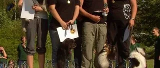 Gotländskt l ag-guld vid SM i agility