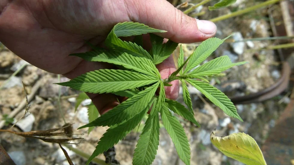 Cannabiskrysset förordar en gotländsk riksdags­kandidat.