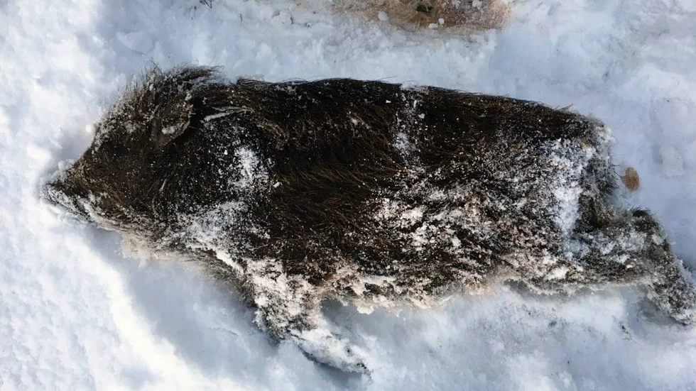 Årsunge. Det vildsvin som hittades i Dalhem i förra veckan bedöms vara en årsunge.