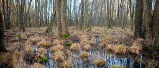 Stort engagemang i jakten på Storsudrets vattenkällor