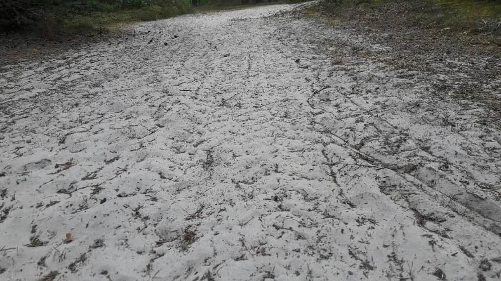 Spåren av motorfordon är tydliga på sandstigarna i Ulla Hau-skogen.