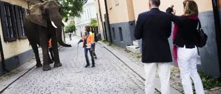 TV-kulissen var en hungrig gottegris