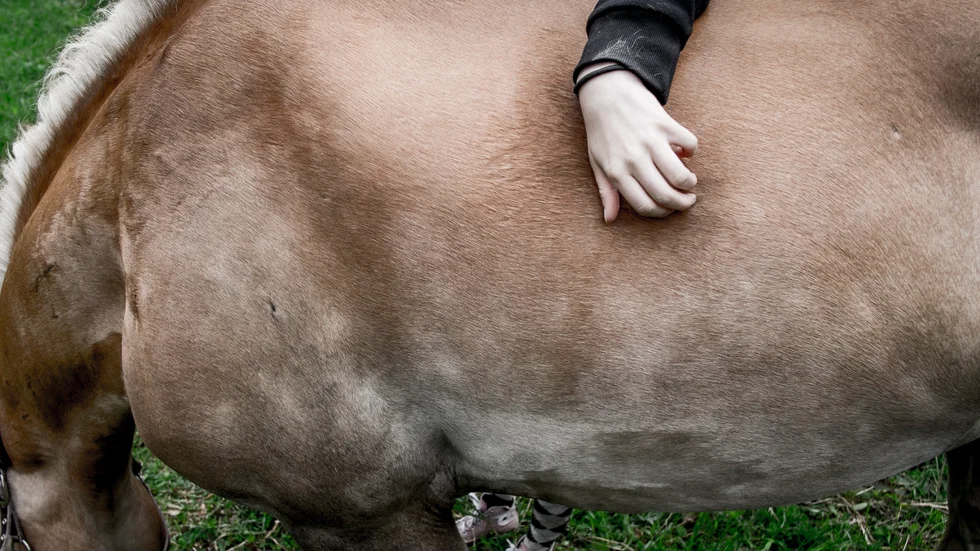 EU-kommissionen har gett klartecken för ett nytt vaccin för hästsjukdomen kvarka. Arkivbild.