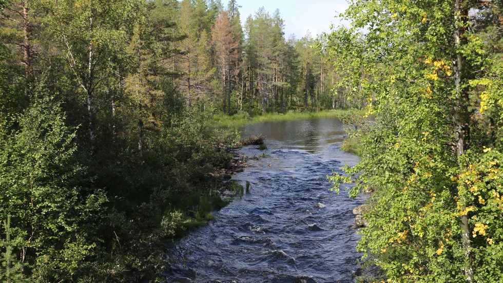 För drygt två veckor sedan sprängdes bäverdammen i Åbyälven bort. Länsstyrelsen utreder händelsen. (Arkivbild)
