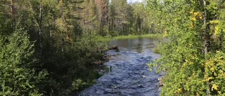 Länsstyrelsen utreder sprängningen av bäverdammen i Auktsjaur