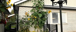 Fyra meter solros i Boden     