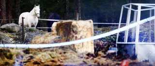 Branden i Ärla – Marie-Louise trotsade hettan: "Det var jättevarmt, men jag var tvungen att få ut mina hästar"