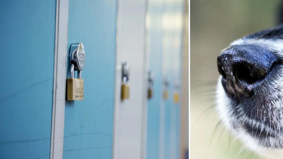 elevskåp och hundnos montage