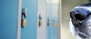 Åter i gång: narkotikahundar på skolor