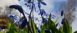 Läsarbilden – det blommar i Badhusparken