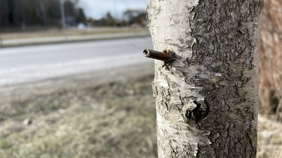 Någon har hamrat in koppar i björkarna vid Östra Storgatan.