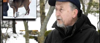 Rådjuren lever farligt –  inte av kyla och matbrist – faran är bilar 