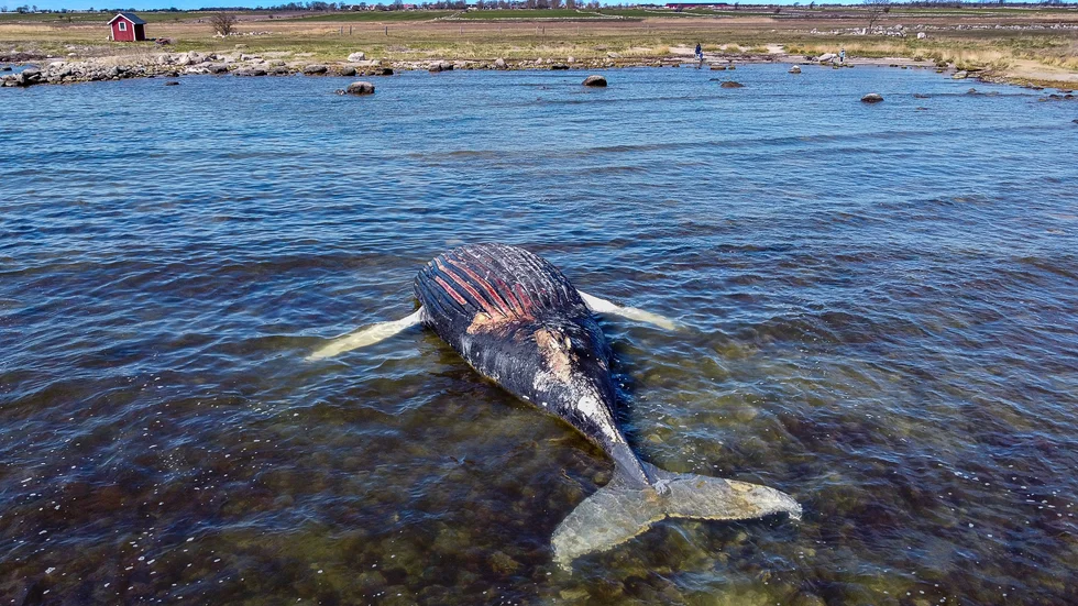 Den strandade döda valen på Öland som riskerar att explodera ska omhändertas, rapporterar P4 Kalmar.