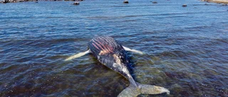 Strandad val ska flyttas och omhändertas