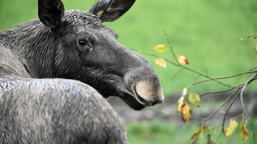 Ny studie visar att älgens genetiska mångfald består. Arkivbild.