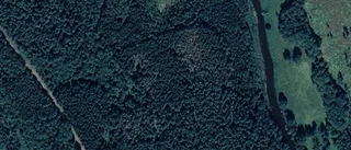 Skog i Målilla såld