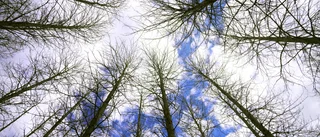 Hållbart skogsbruk är viktigt i klimatomställningen