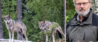 Så kan vargattackerna undvikas: "Mindre risk att djur går åt"