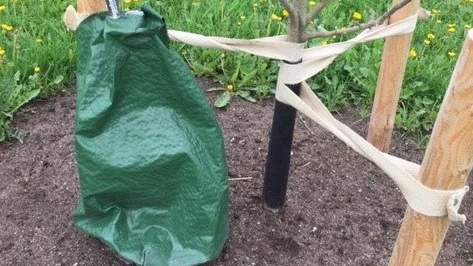 Vattnet i säcken når trädets rötter oavsett om säcken sitter på stammen eller på trädstödet, skriver Karin Graham.