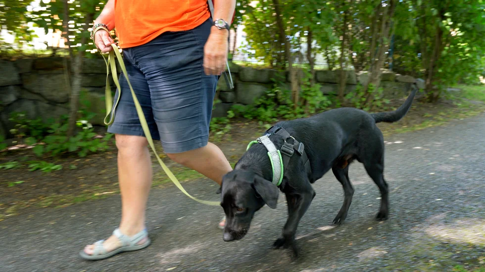 "Lagen säger att hundägare bör ha tillsyn över sin hund eller katt så de inte kan döda vilt under tiden när det finns viltungar i skogen. Det står inte i svensk lag att en hund måste vara i koppel", skriver Harold Tvedten.  