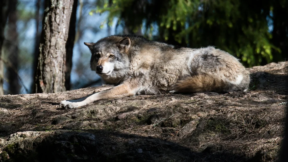 Vargattack två mil söder om Västervik har rapporterats från Länsstyrelsen. Bilden är hämtad ur arkivet och föreställer alltså inte en varg från Västerviks kommun.
