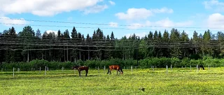 Hästmöte under cykeltur        