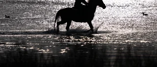 Ridtur på stranden fick ett smärtsamt slut