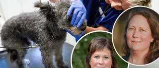 Veterinärförbundet om bristen: ”Skulle kunna bli katastrof i sommar”  