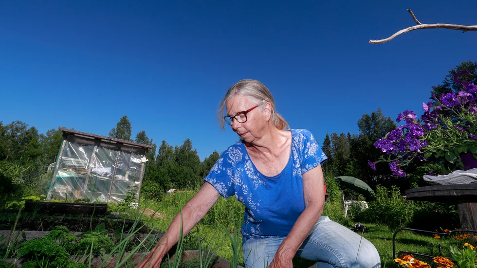Karin Nelson, ordförande i odlingslottsföreningen Killingholm i Boden, har märkt av ett ökat tryck de senaste åren.