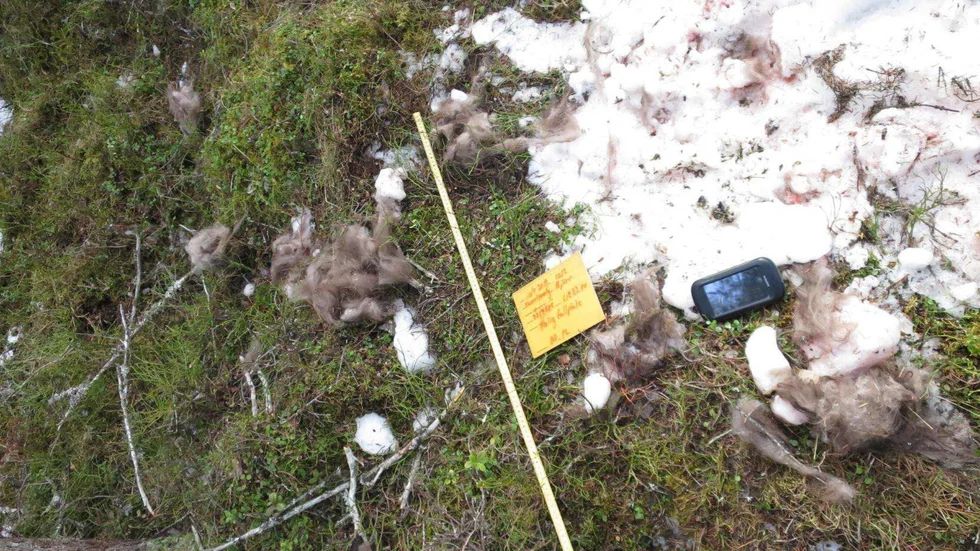 Samebyns ordförande står åtalad för två fall av grovt jaktbrott. Enligt åtalet har bland annat skottplatser fejkats för att dölja att skyddsjakten skett via snöskoter. Nu vill mannen få tillbaka sina skjutvapen, men förvaltningsrätten säger nej. (Arkivbild)