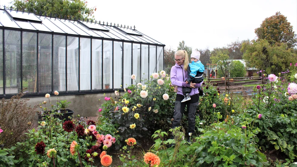 "Jag täckodlar mycket med gräs och halm på sommaren. Jorden blir jättefin när man matar den med organiskt material", säger Emma Kull och inspekterar dahliorna som fortfarande blommar. I famnen har hon dottern Ellen.