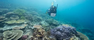 Australien duckar riskstatus för hotat rev