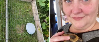 Sköldpaddan Ninja försvann från tomten • Ägaren Carina misstänker stöld: "Jag vill att hon kommer hem nu"
