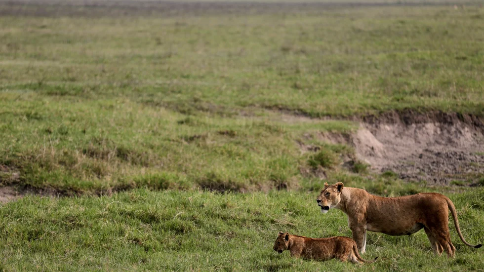 Lejon är en ständig fara för boskap och människor i Ngorongoro. Arkivbild.