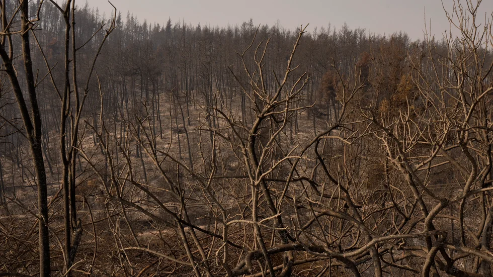 En bränd skog på ön Evia, närmare 19 mil norr om Aten.
