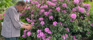 Rhododendron i Anderslund: "Kan vara landets största"