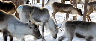 Samebyar kräver provtagningar