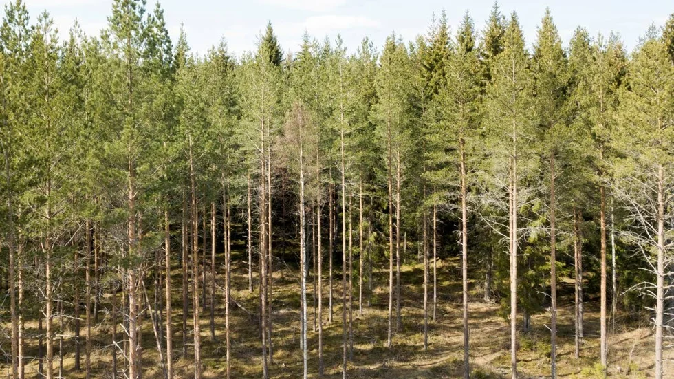 Skogsbolaget redovisar miljardvinst. (Arkivbild)
