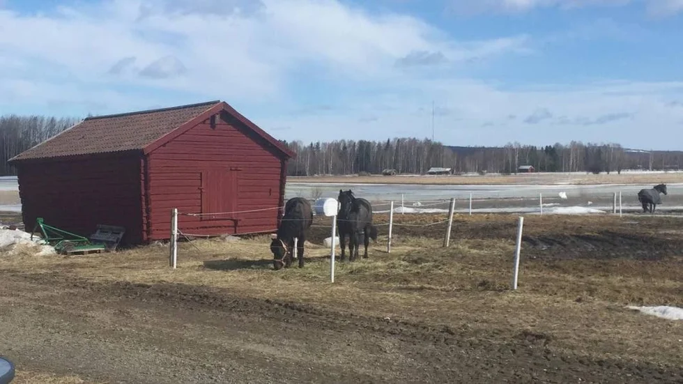 Christian Månssons hästgård i Myckle isoleras efter att det fruktade abortviruset konstaterats då ett föl dog.