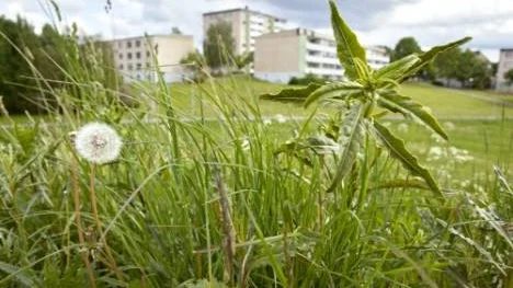 Högt gräs på en av dem grönområden i Vilbergen som inte kommer klippas lika ofta i år.