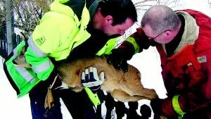 Foto: JAN OLOFSSON Tommy Persson, till vänster, och Stefan Kling från räddningstjänsten är båda vana jägare. De undersökte rådjuret för att hitta eventuella skador. De fann bara att sinnet var skavt på några ställen och någon minut senare kunde ett lättat rådjur skutta i väg till en närliggande skogsdunge.