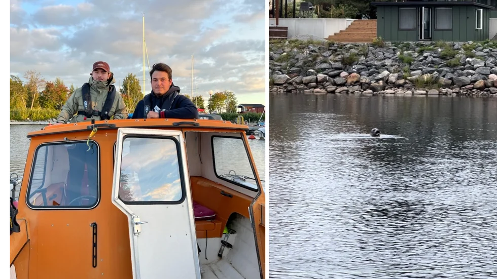 Benjamin Warg och William Kvist berättar att de har sett sälen ett flertal gånger och att den tagit sig upp till båten.